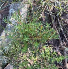 Leucopogon affinis at Bungonia National Park - 30 Mar 2024 11:40 AM