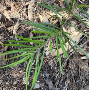 Persoonia linearis at Bungonia National Park - 30 Mar 2024