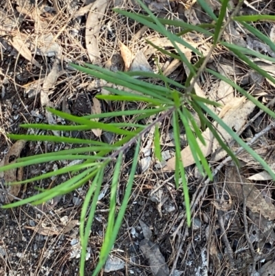 Persoonia linearis (Narrow-leaved Geebung) at Bungonia National Park - 30 Mar 2024 by Tapirlord