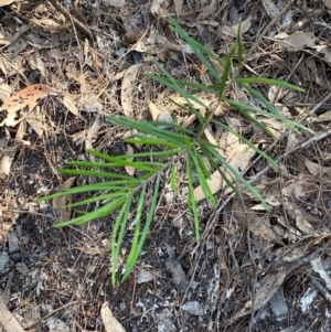 Persoonia linearis at Bungonia National Park - 30 Mar 2024