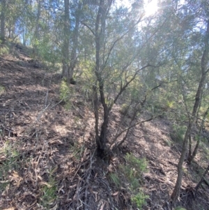 Persoonia linearis at Bungonia National Park - 30 Mar 2024