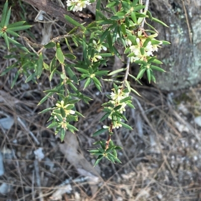 Monotoca scoparia (Broom Heath) at Bungonia, NSW - 30 Mar 2024 by Tapirlord