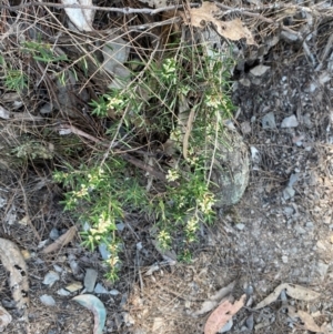 Monotoca scoparia at Bungonia National Park - 30 Mar 2024 11:39 AM