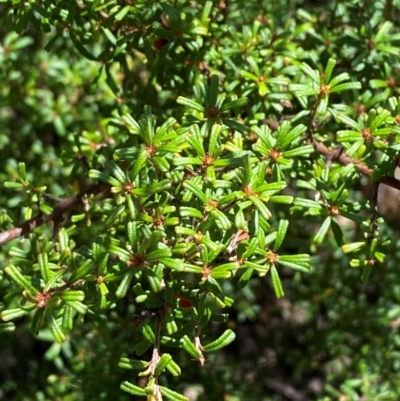 Pultenaea microphylla (Egg and Bacon Pea) at Bungonia National Park - 30 Mar 2024 by Tapirlord