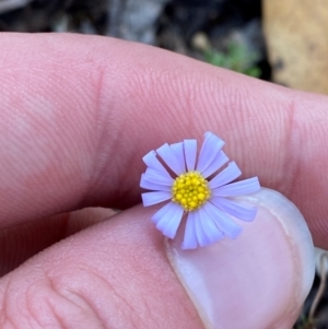 Brachyscome rigidula at Bungonia National Park - 30 Mar 2024