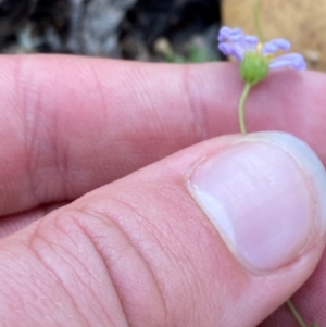 Brachyscome rigidula at Bungonia National Park - 30 Mar 2024