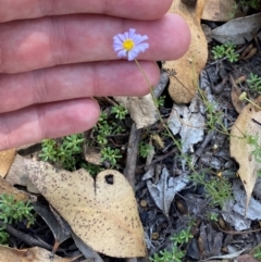 Brachyscome rigidula at Bungonia National Park - 30 Mar 2024