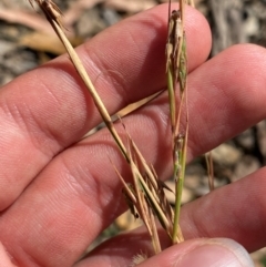 Cymbopogon refractus (Barbed-wire Grass) at Bungonia, NSW - 30 Mar 2024 by Tapirlord