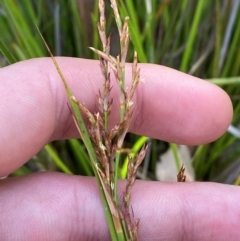 Lepidosperma laterale (Variable Sword Sedge) at Bungonia, NSW - 30 Mar 2024 by Tapirlord