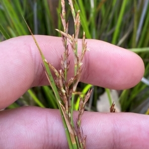 Lepidosperma laterale at Bungonia National Park - 30 Mar 2024