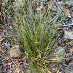 Lepidosperma laterale at Bungonia National Park - 30 Mar 2024