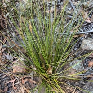 Lepidosperma laterale at Bungonia National Park - 30 Mar 2024