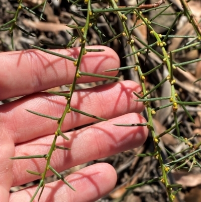 Acacia genistifolia (Early Wattle) at Bungonia, NSW - 30 Mar 2024 by Tapirlord