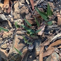 Hardenbergia violacea (False Sarsaparilla) at Bungonia, NSW - 30 Mar 2024 by Tapirlord