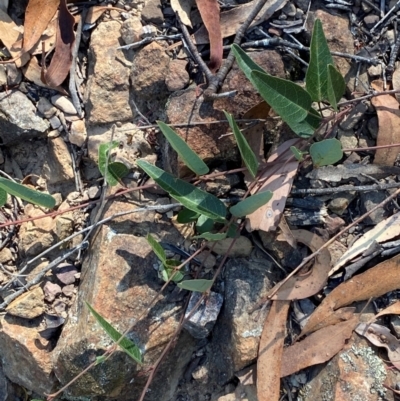 Hardenbergia violacea (False Sarsaparilla) at Bungonia, NSW - 30 Mar 2024 by Tapirlord