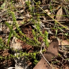 Asperula conferta (Common Woodruff) at Bungonia National Park - 30 Mar 2024 by Tapirlord