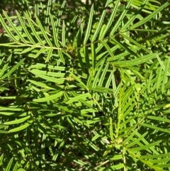 Senna aciphylla (Sprawling Cassia) at Bungonia, NSW - 30 Mar 2024 by Tapirlord