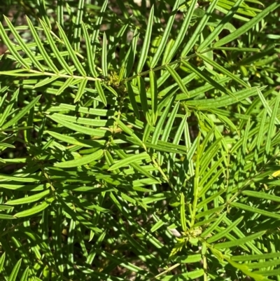 Senna aciphylla (Sprawling Cassia) at Bungonia, NSW - 30 Mar 2024 by Tapirlord