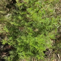 Senna aciphylla at Bungonia National Park - 30 Mar 2024