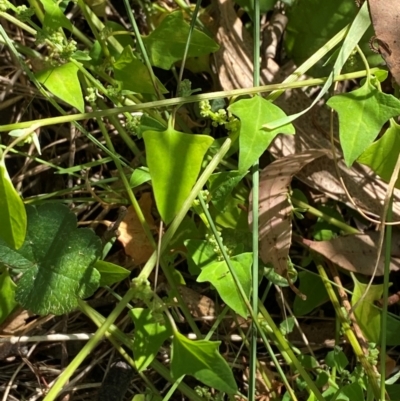 Einadia trigonos (Fishweed) at Bungonia National Park - 30 Mar 2024 by Tapirlord