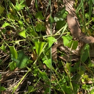 Einadia trigonos at Bungonia National Park - 30 Mar 2024