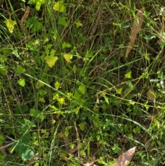 Einadia trigonos at Bungonia National Park - 30 Mar 2024