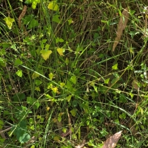 Einadia trigonos at Bungonia National Park - 30 Mar 2024