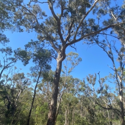 Eucalyptus melliodora (Yellow Box) at Bungonia, NSW - 30 Mar 2024 by Tapirlord