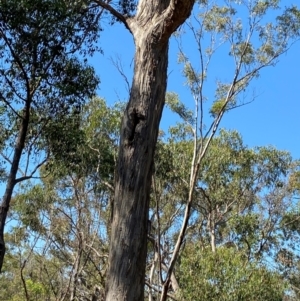 Eucalyptus melliodora at Bungonia National Park - 30 Mar 2024