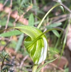 Diplodium laxum (Antelope greenhood) at Bungonia, NSW - 30 Mar 2024 by Tapirlord