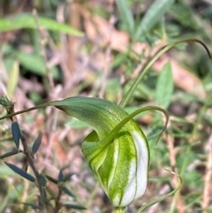 Diplodium laxum at Bungonia National Park - 30 Mar 2024