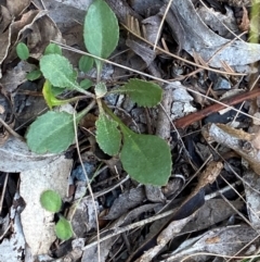 Goodenia hederacea subsp. hederacea (Ivy Goodenia, Forest Goodenia) at Bungonia, NSW - 30 Mar 2024 by Tapirlord