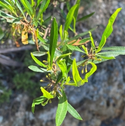 Dodonaea viscosa subsp. spatulata (Broad-leaved Hop Bush) at Bungonia, NSW - 30 Mar 2024 by Tapirlord