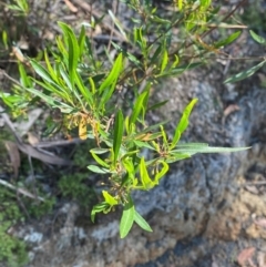 Dodonaea viscosa subsp. spatulata at Bungonia National Park - 30 Mar 2024