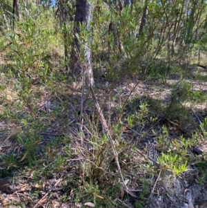 Dodonaea viscosa subsp. spatulata at Bungonia National Park - 30 Mar 2024