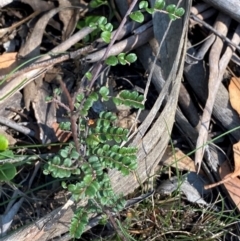 Bossiaea buxifolia (Matted Bossiaea) at Bungonia, NSW - 30 Mar 2024 by Tapirlord