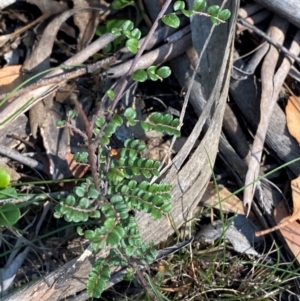 Bossiaea buxifolia at Bungonia National Park - 30 Mar 2024