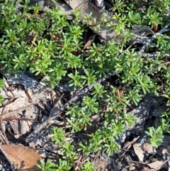 Pultenaea microphylla (Egg and Bacon Pea) at Bungonia, NSW - 30 Mar 2024 by Tapirlord