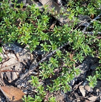 Pultenaea microphylla (Egg and Bacon Pea) at Bungonia, NSW - 30 Mar 2024 by Tapirlord