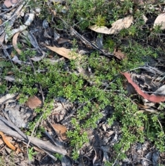 Pultenaea microphylla at Bungonia National Park - 30 Mar 2024