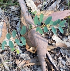 Indigofera australis subsp. australis (Australian Indigo) at Bungonia, NSW - 30 Mar 2024 by Tapirlord