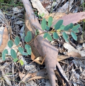 Indigofera australis subsp. australis at Bungonia National Park - 30 Mar 2024