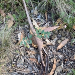 Indigofera australis subsp. australis at Bungonia National Park - 30 Mar 2024