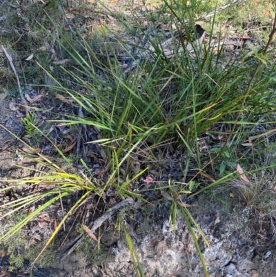 Dianella revoluta var. revoluta (Black-Anther Flax Lily) at Bungonia National Park - 30 Mar 2024 by Tapirlord