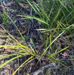 Dianella revoluta var. revoluta at Bungonia National Park - 30 Mar 2024