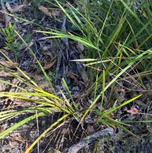 Dianella revoluta var. revoluta at Bungonia National Park - 30 Mar 2024