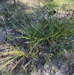 Dianella revoluta var. revoluta at Bungonia National Park - 30 Mar 2024