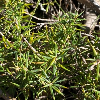 Lissanthe strigosa subsp. subulata (Peach Heath) at Bungonia, NSW - 30 Mar 2024 by Tapirlord