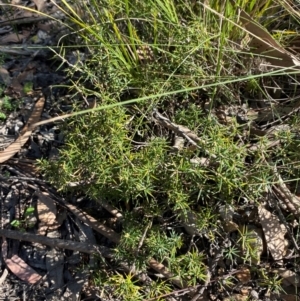 Lissanthe strigosa subsp. subulata at Bungonia National Park - 30 Mar 2024