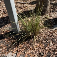 Lomandra multiflora (Many-flowered Matrush) at Goulburn Mulwaree Council - 30 Mar 2024 by Tapirlord